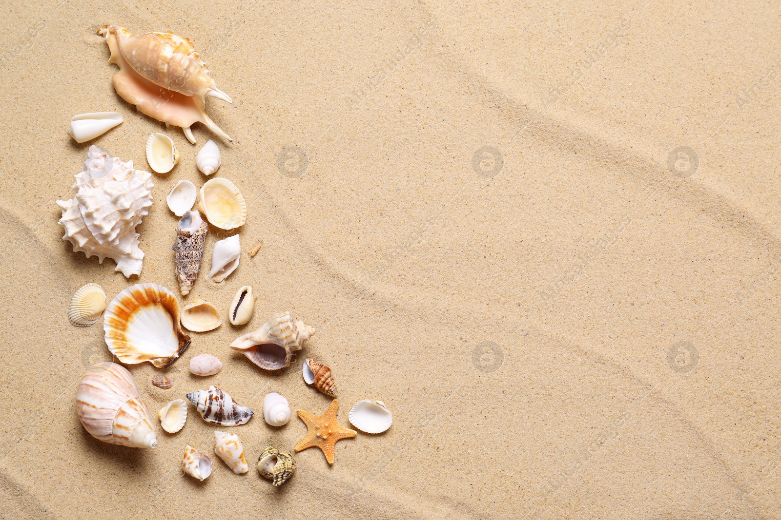 Photo of Beautiful seashells and starfish on beach sand, flat lay with space for text. Summer vacation