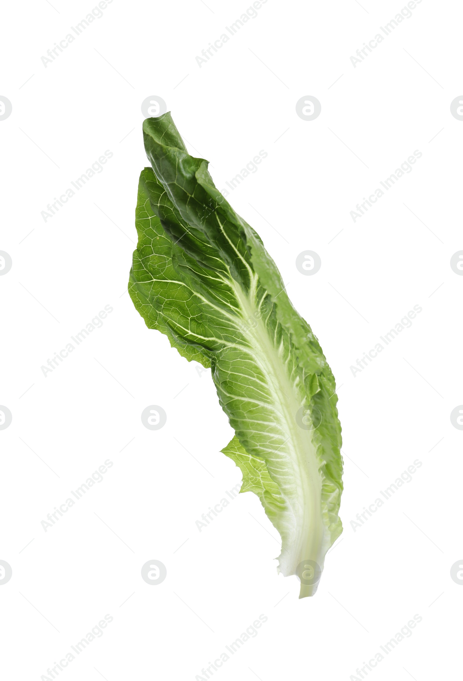 Photo of Fresh leaf of green romaine lettuce isolated on white