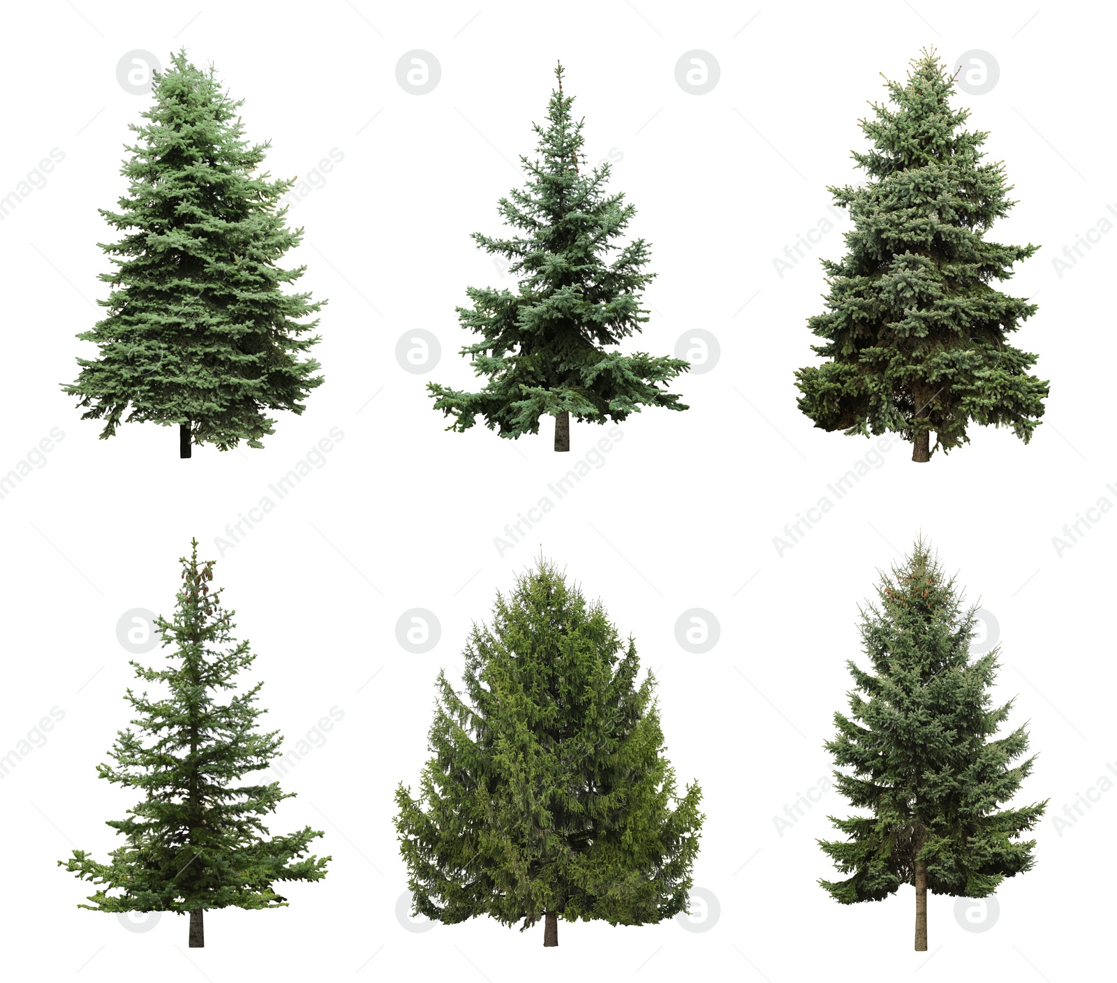 Image of Beautiful evergreen fir trees on white background, collage 