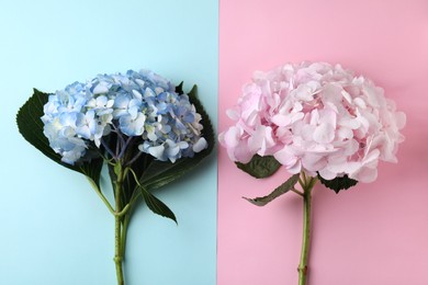 Photo of Beautiful hydrangea flowers on color background, top view