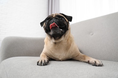 Photo of Happy cute pug dog on sofa indoors