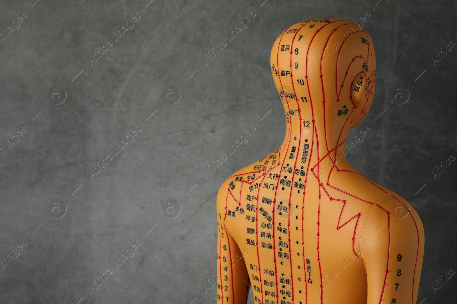 Photo of Acupuncture model. Mannequin with dots and lines on dark grey background, space for text