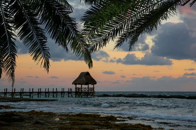 Ocean shore with palm trees and pier at picturesque sunset