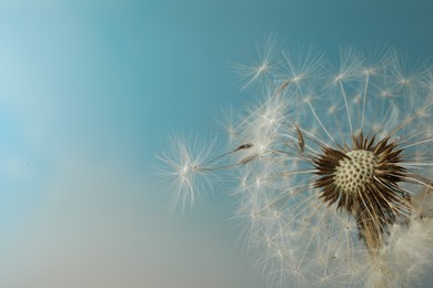 Photo of Beautiful dandelion flower on light blue background, closeup. Space for text