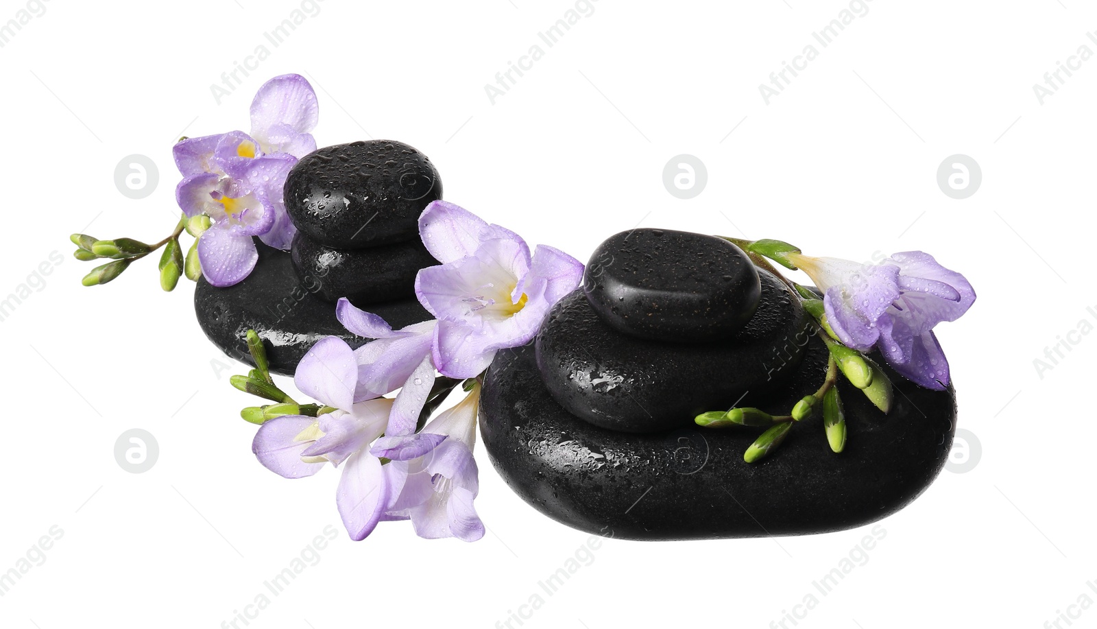 Photo of Beautiful violet freesia flowers and stones isolated on white