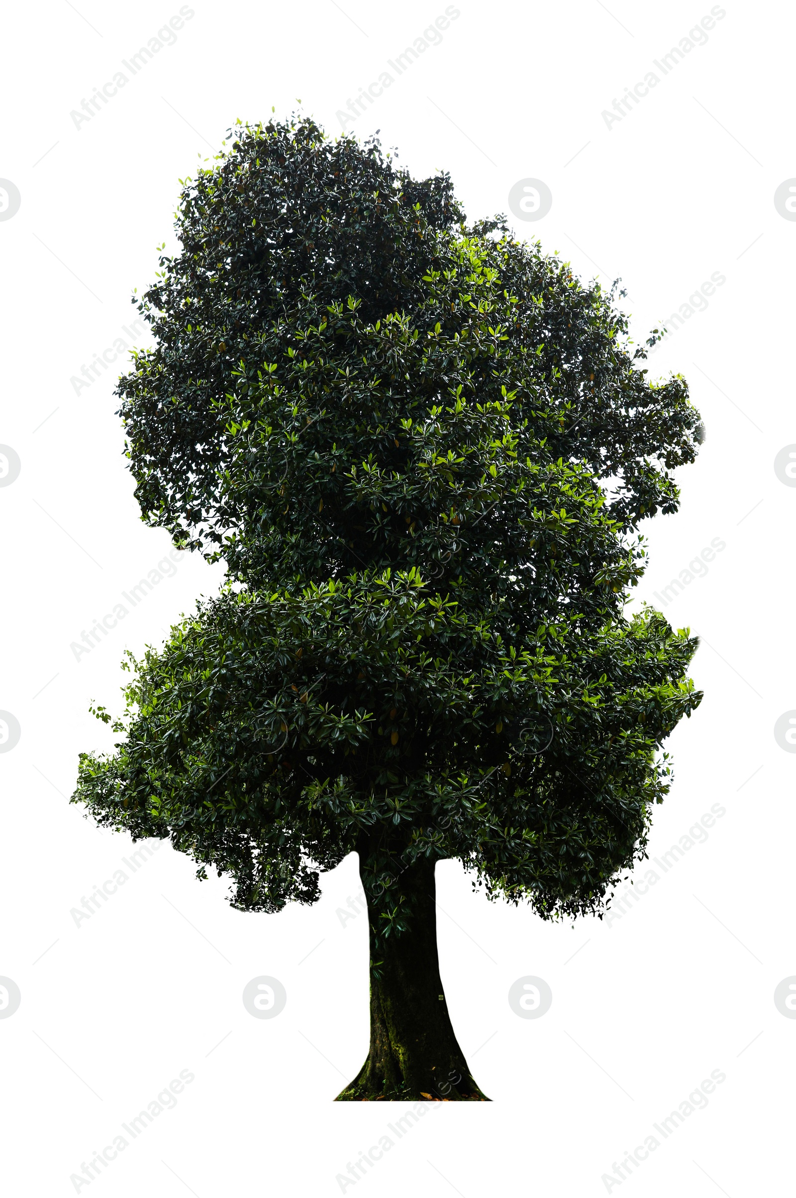Image of Beautiful tree with green leaves isolated on white