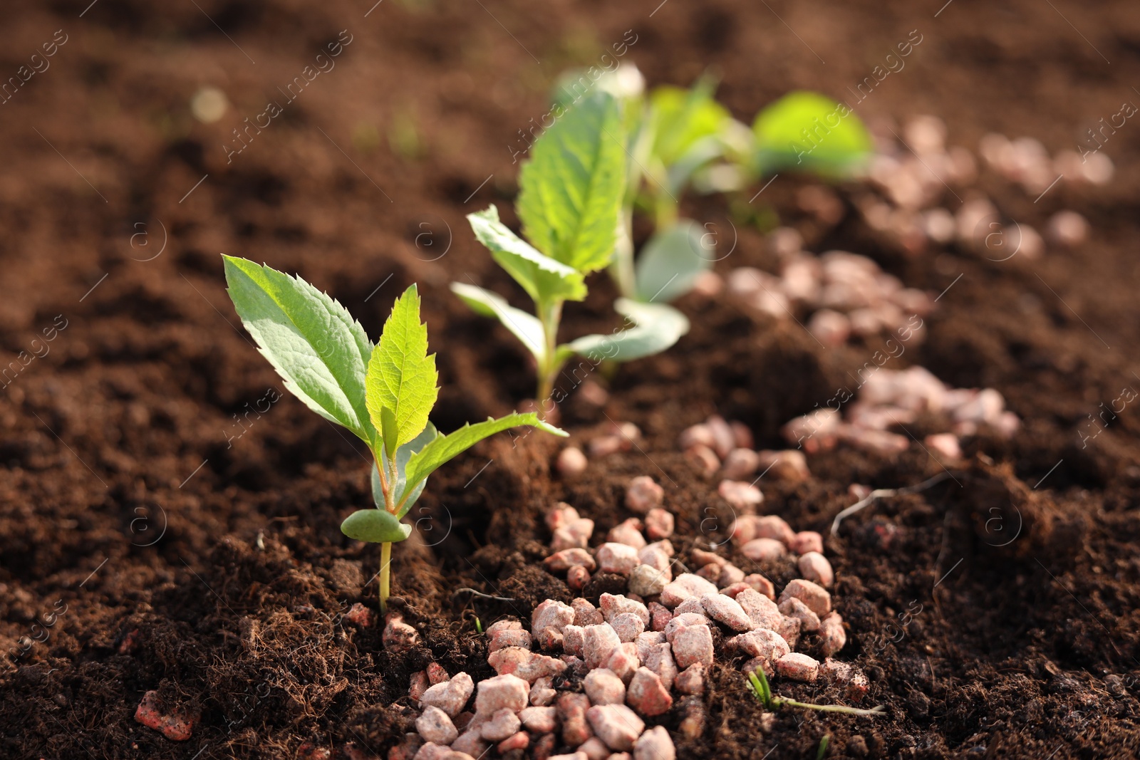 Photo of Granulated fertilizer and seedlings growing in soil, closeup