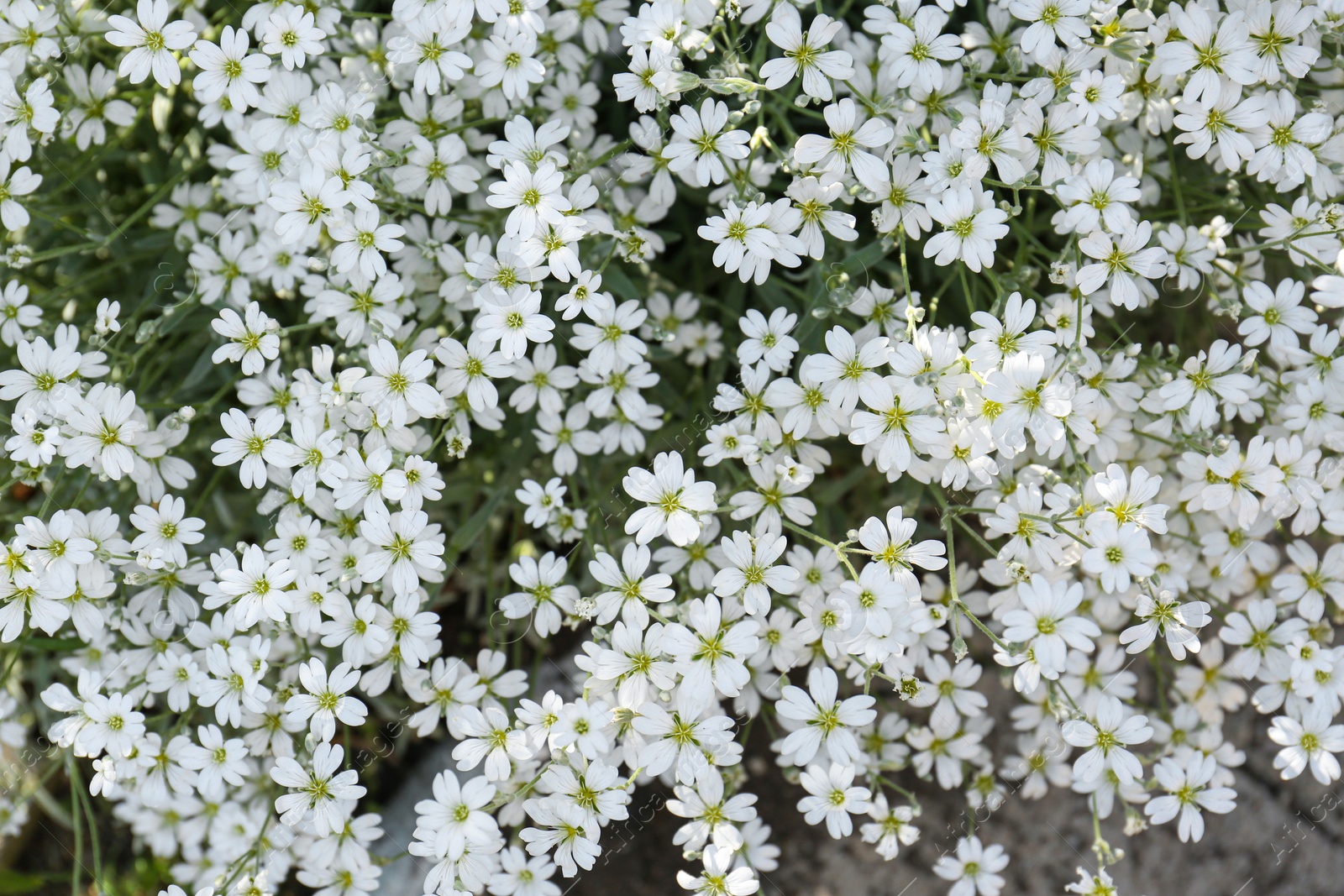 Photo of Beautiful white snow-in-summer flowers outdoors, top view