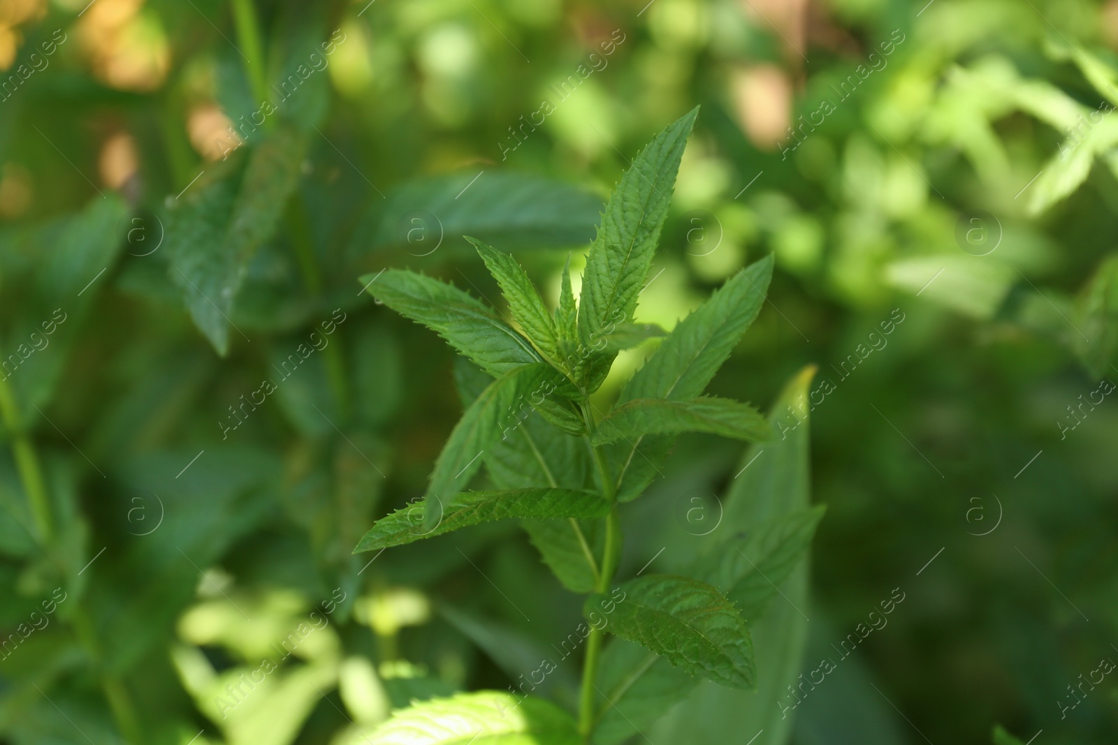 Photo of Beautiful mint with lush green leaves growing outdoors, closeup