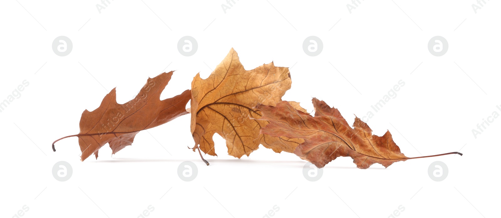 Photo of Autumn season. Dry oak leaves isolated on white