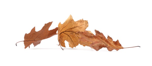 Photo of Autumn season. Dry oak leaves isolated on white