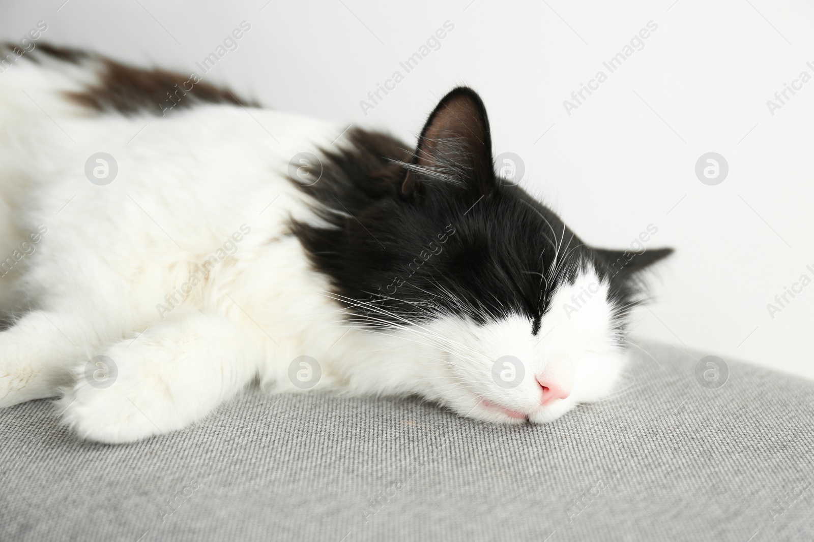 Photo of Cute cat relaxing on grey fabric. Lovely pet