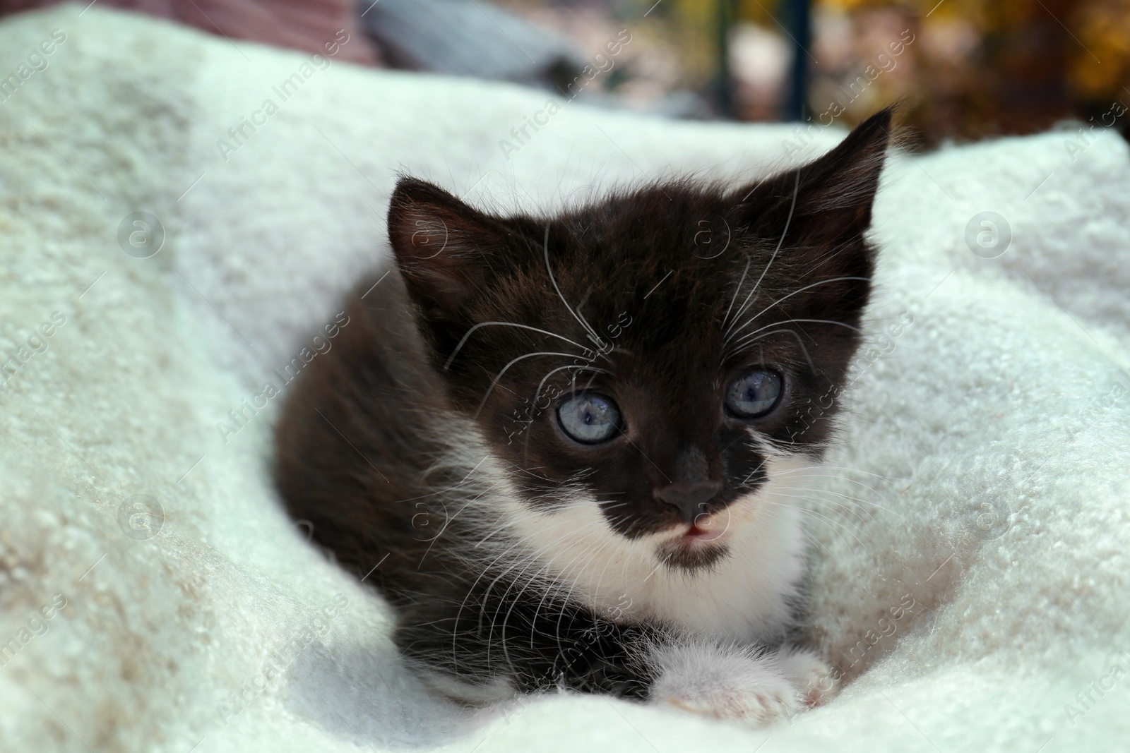 Photo of Cute baby kitten lying on cozy blanket, closeup