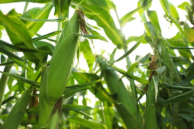 Ripe corn cobs in field on sunny day