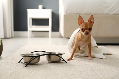 Photo of Cute Chihuahua dog covered with towel on floor in room. Pet friendly hotel