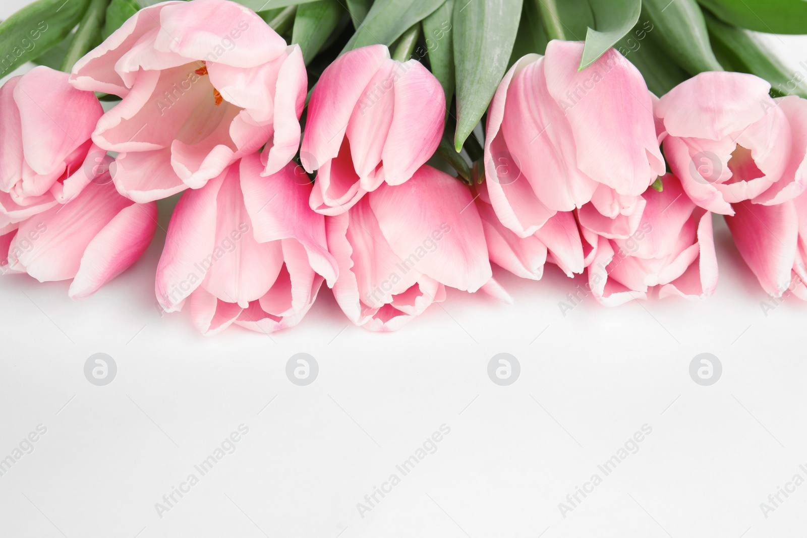 Photo of Beautiful pink spring tulips on white background, closeup