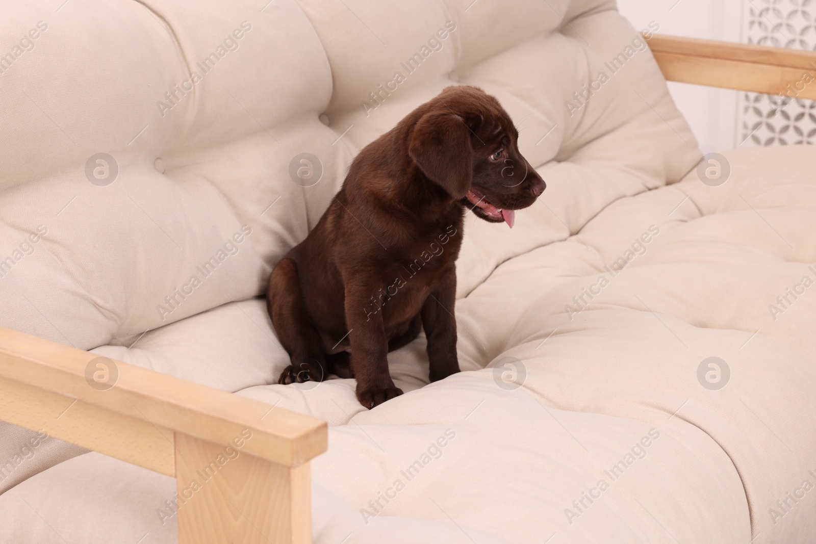 Photo of Cute chocolate Labrador Retriever puppy on beige sofa indoors. Lovely pet