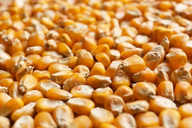 Photo of Delicious ripe corn seeds as background, closeup