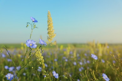 Photo of Beautiful blooming flax plants in meadow, space for text