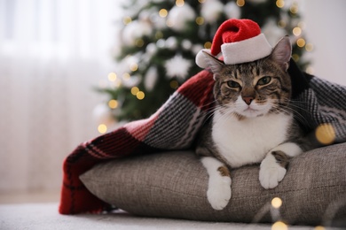 Photo of Cute cat wearing Santa hat covered with plaid in room decorated for Christmas