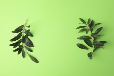 Olive twigs with fresh leaves on light green background, flat lay. Space for text