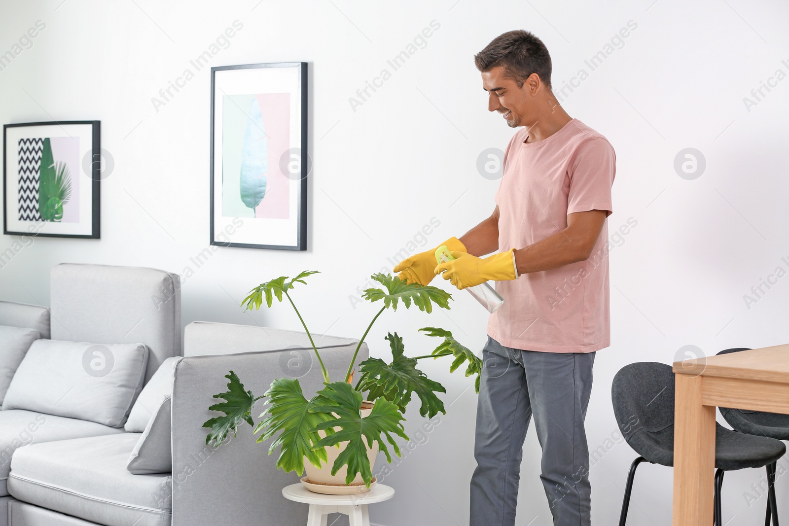 Photo of Man cleaning houseplant from dust in room