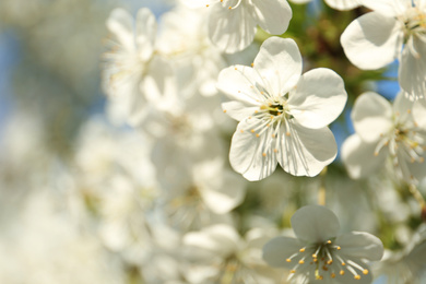 Photo of Blossoming cherry tree, closeup