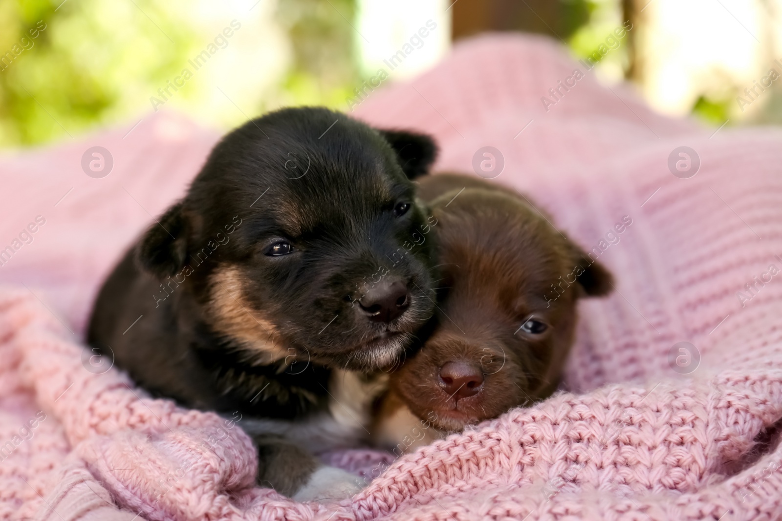 Photo of Cute puppies on pink knitted blanket, closeup