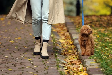 Photo of Woman with cute Maltipoo dog on leash walking in autumn park, closeup