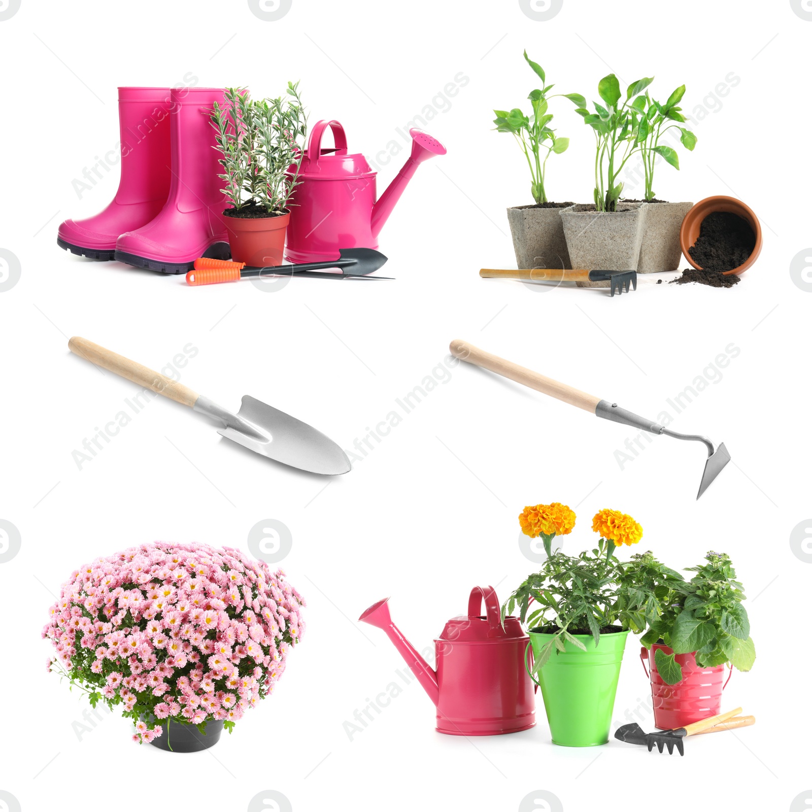 Image of Set with different gardening tools and plants on white background 