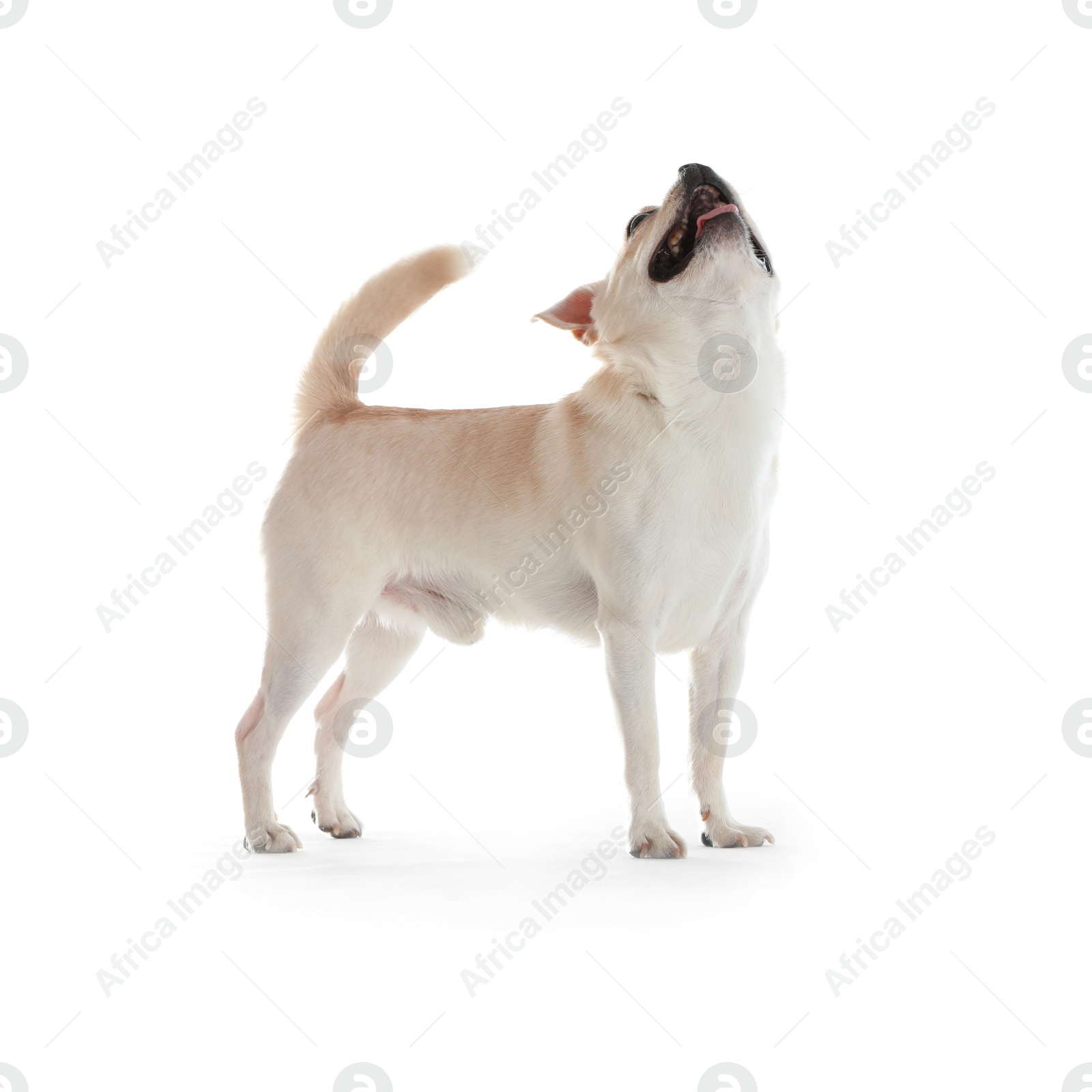 Photo of Adorable Toy Terrier on white background. Domestic dog