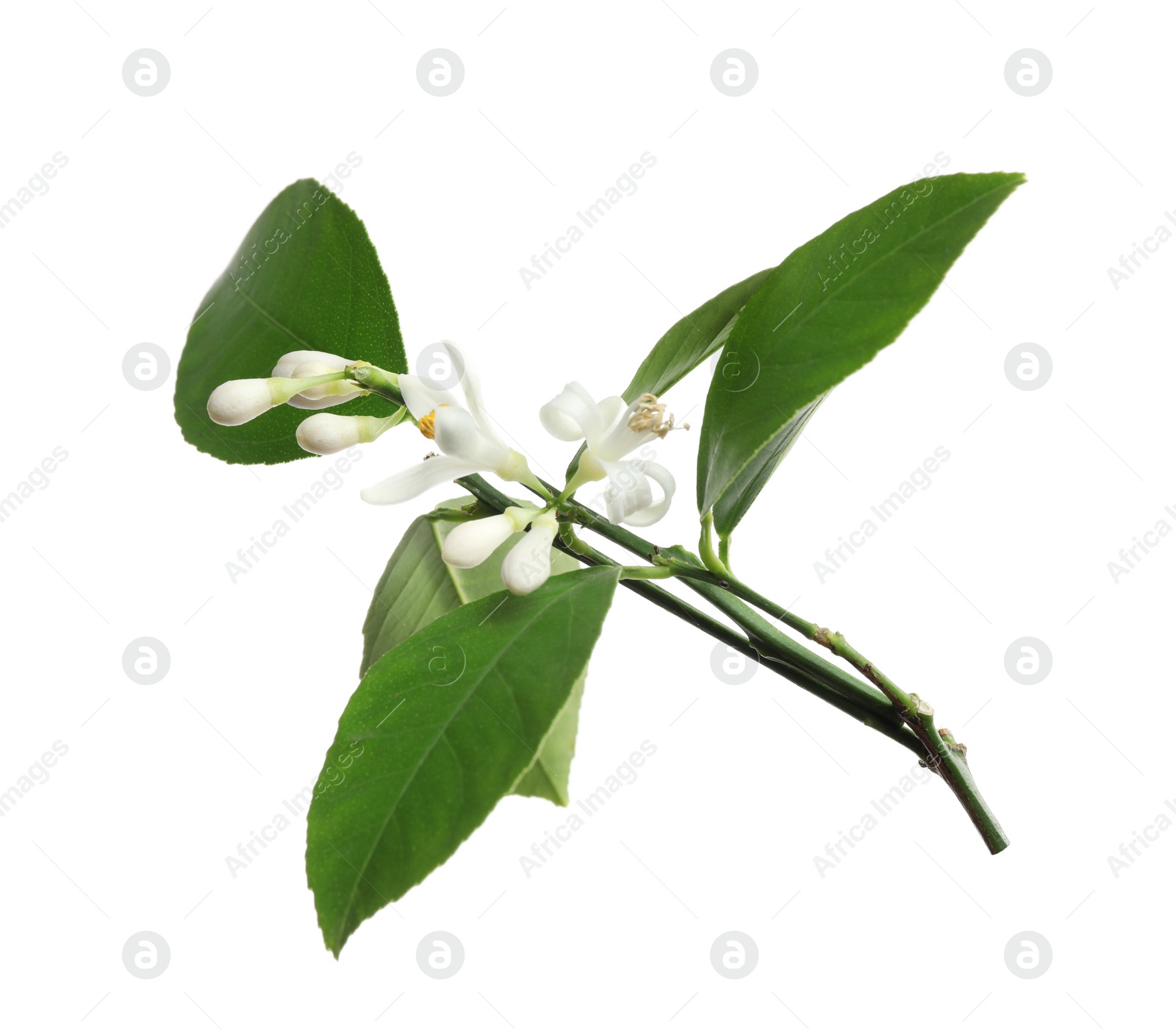 Photo of Branch of beautiful citrus flower isolated on white