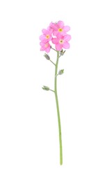 Beautiful pink Forget-me-not flowers isolated on white