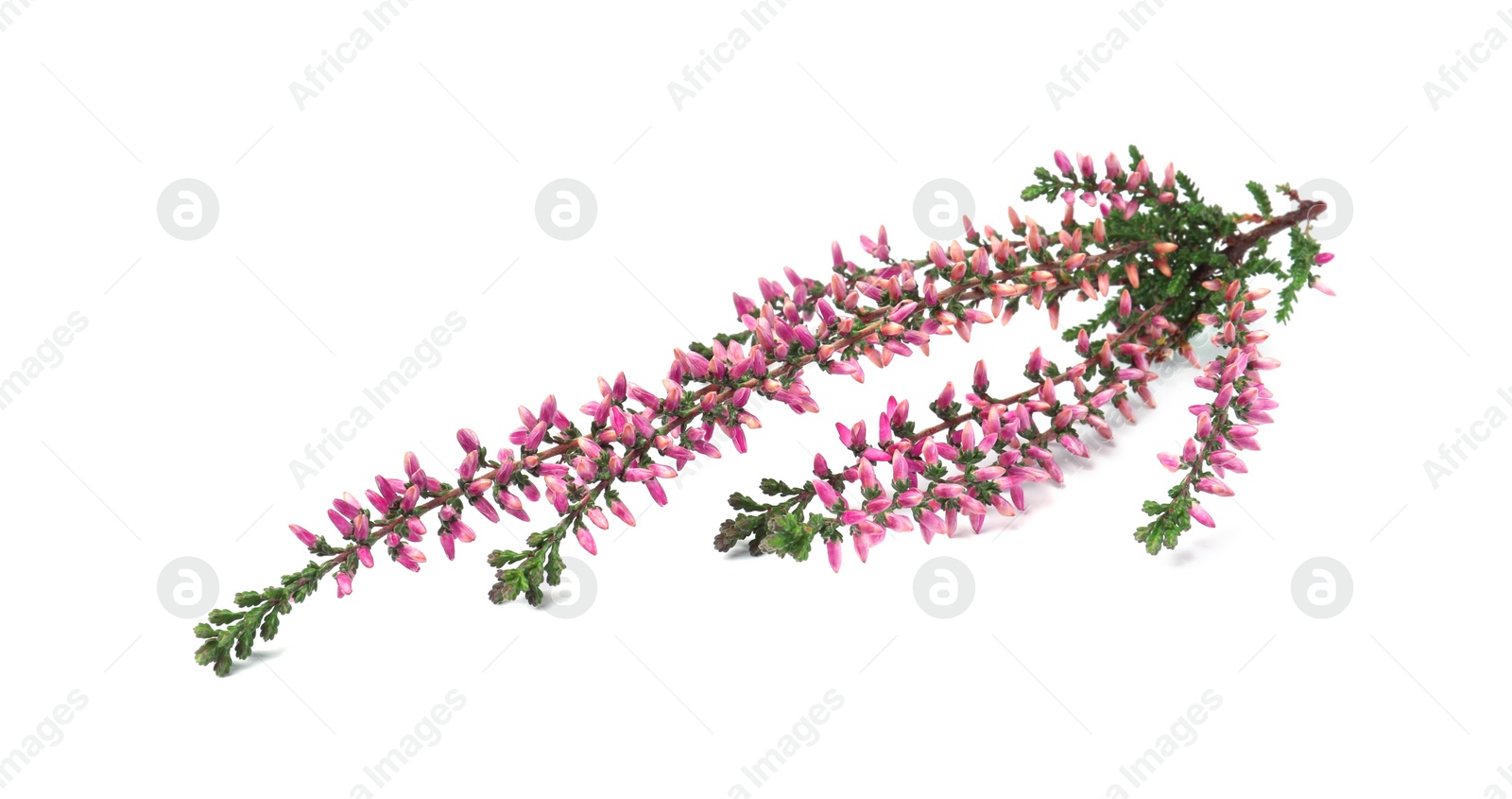 Photo of Branch of heather with beautiful flowers isolated on white