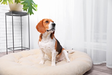 Beautiful beagle dog on pet bed indoors