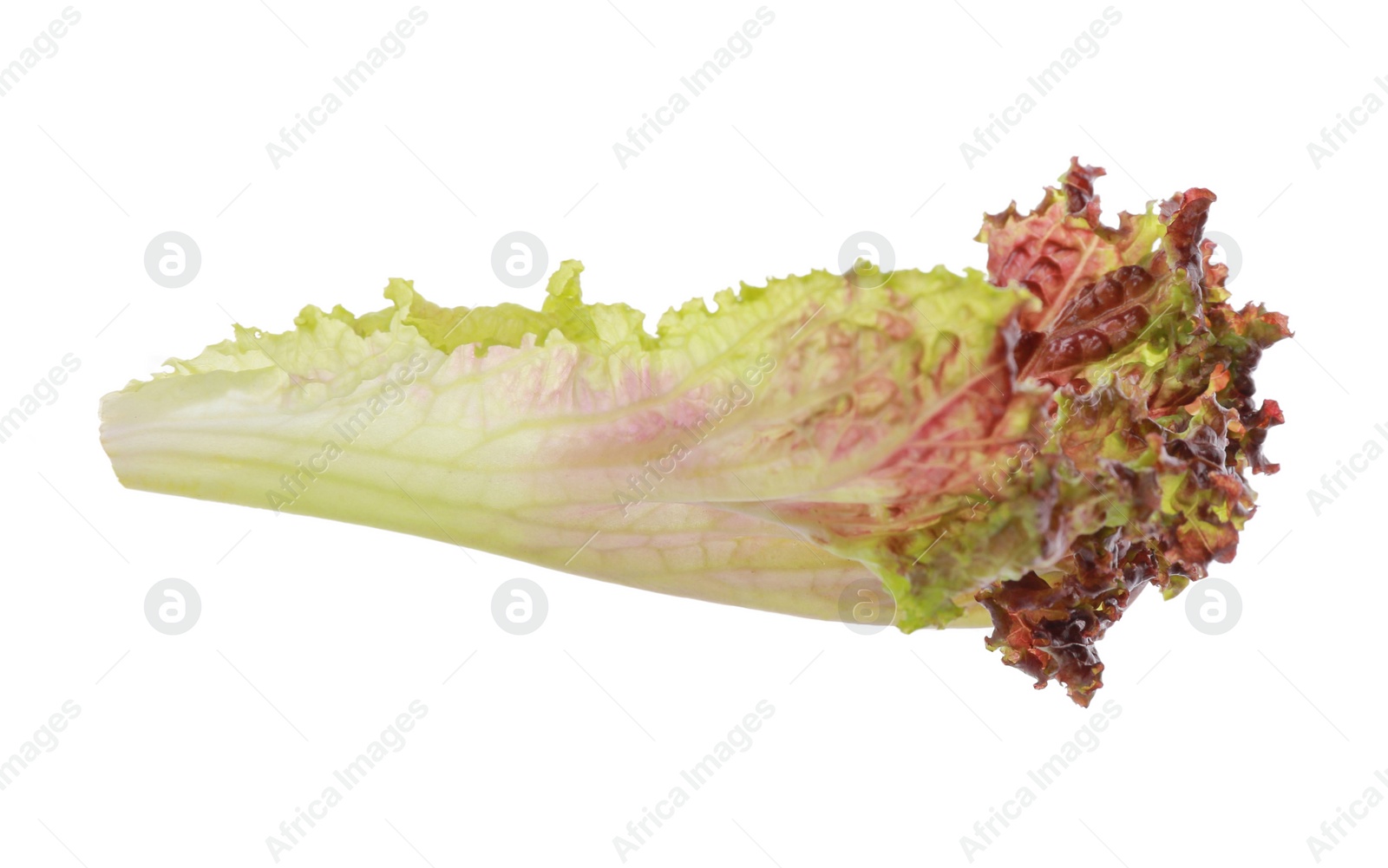 Photo of Leaf of fresh red coral lettuce isolated on white