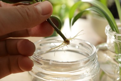 Photo of Woman holding roothouse plant above jar on blurred background, closeup