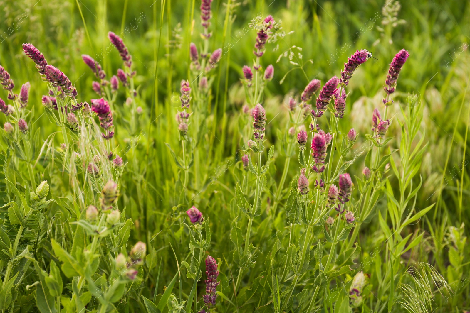 Photo of Beautiful purple salvia flowers growing in green grass outdoors, closeup view