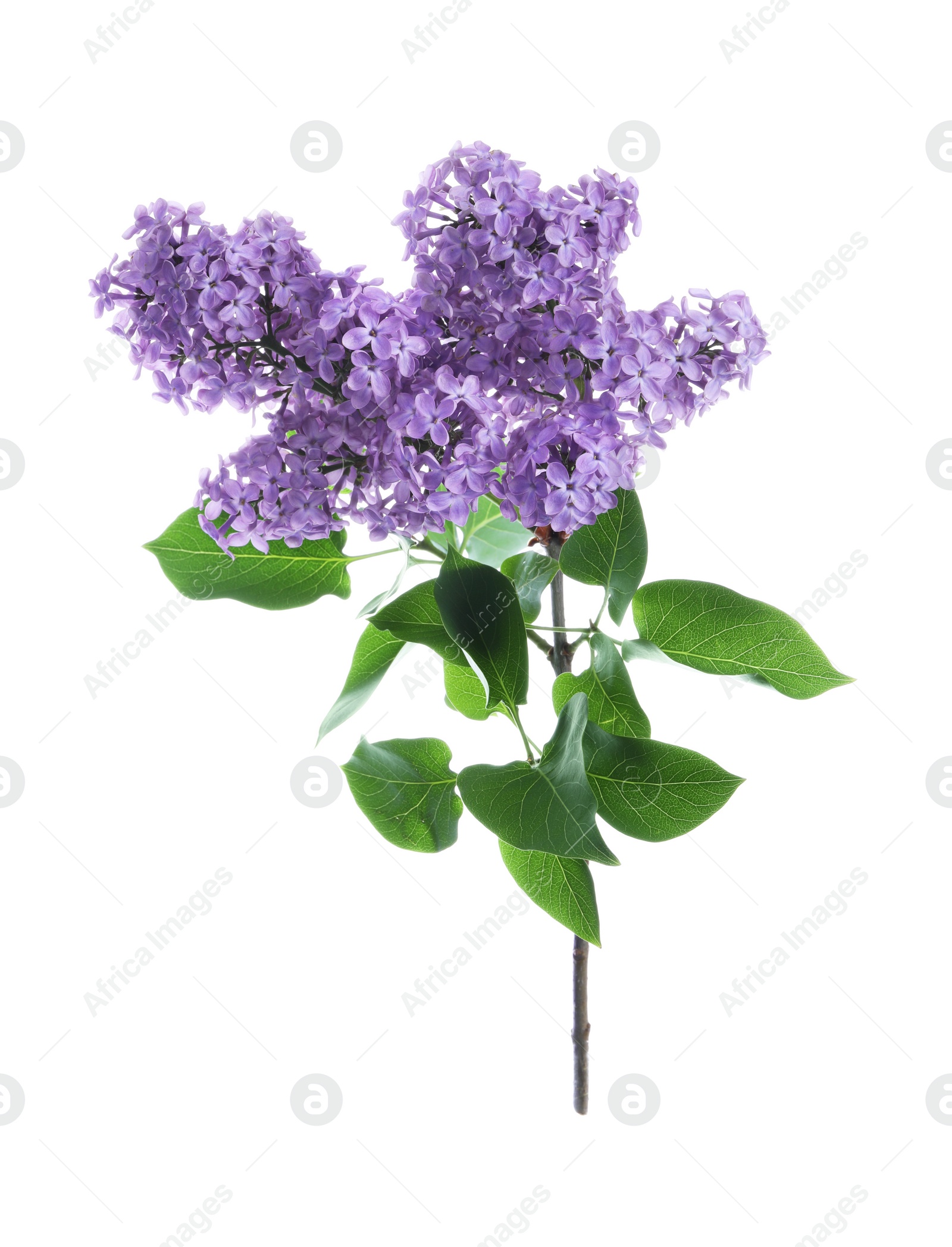 Photo of Beautiful blossoming lilac branch with leaves isolated on white