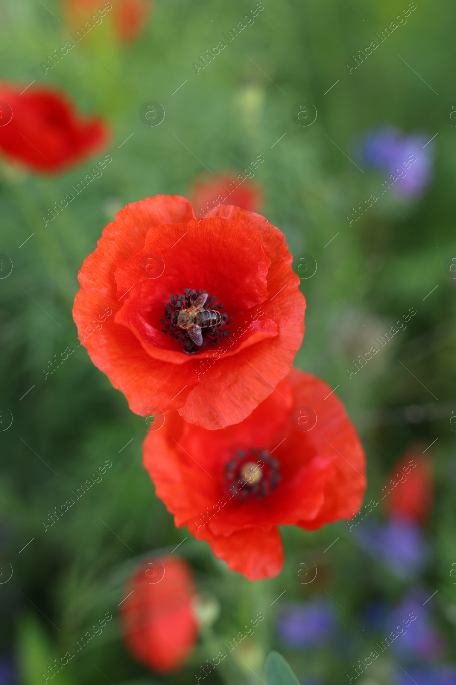 Photo of Beautiful red poppy flowers growing in field, closeup