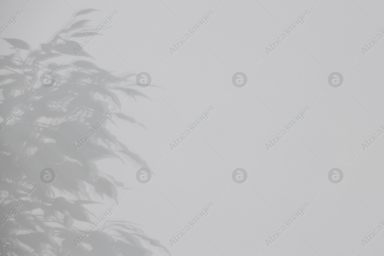 Photo of Shadow of plant falling on white wall, space for text