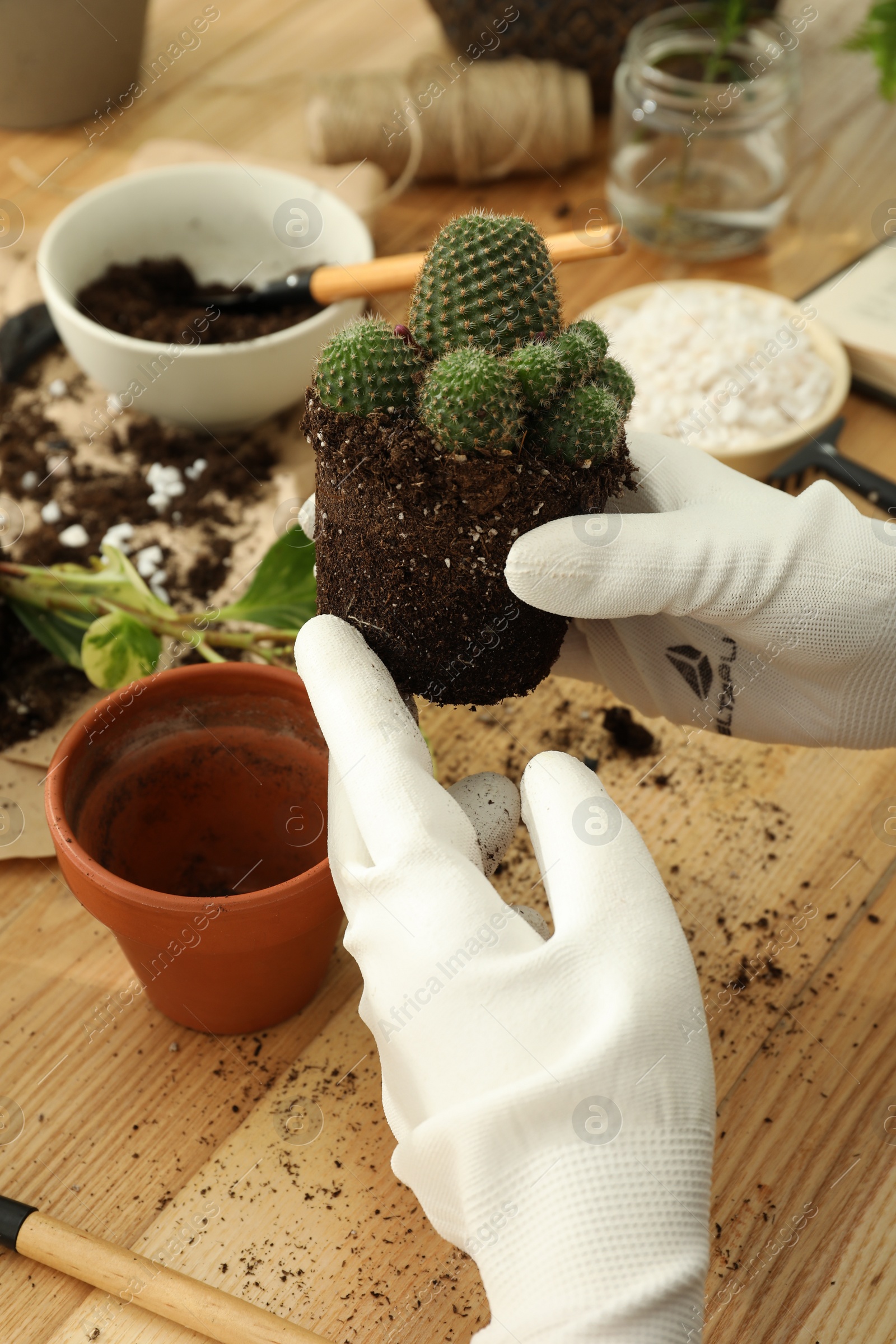 Photo of Woman transplanting houseplants at wooden table, closeup