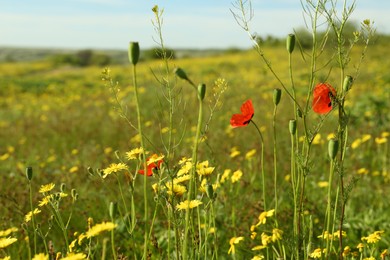 Beautiful flowers growing in meadow on sunny day