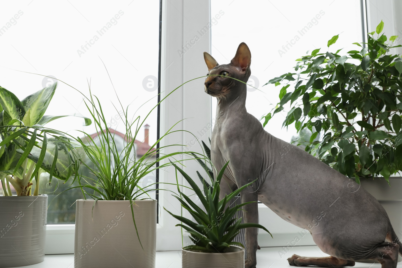 Photo of Sphynx cat on windowsill near houseplants indoors