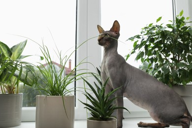 Sphynx cat on windowsill near houseplants indoors