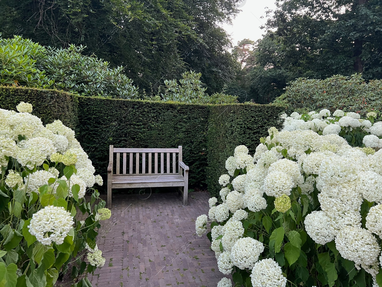 Photo of White bench near beautiful hydrangea flowers in park. Landscape design