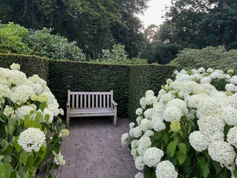 Photo of White bench near beautiful hydrangea flowers in park. Landscape design
