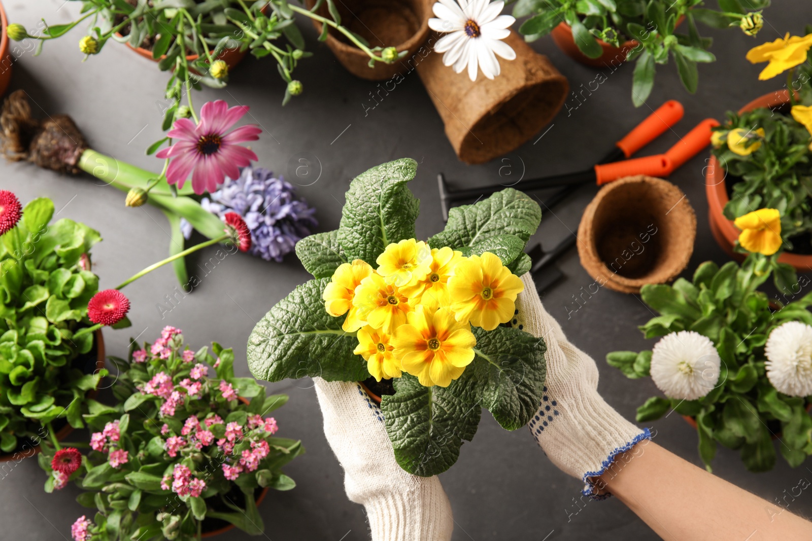 Photo of Woman taking care of flowers indoors, top view. Home gardening