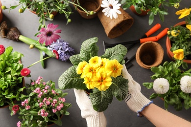 Woman taking care of flowers indoors, top view. Home gardening
