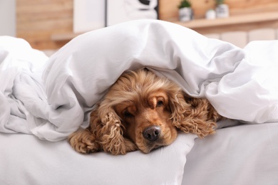 Photo of Cute English cocker spaniel covered with soft blanket on bed